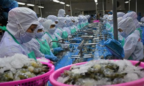 Vietnamese shrimp continues to dominate the UK market